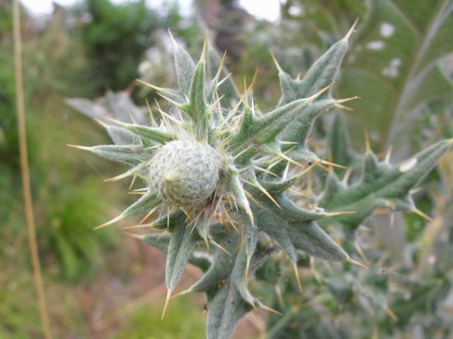 Cirsium scabrum